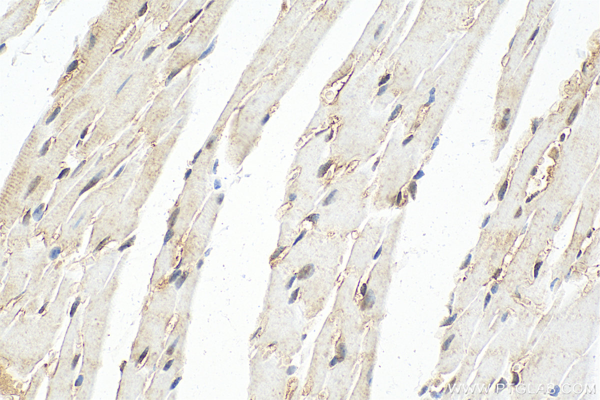 IHC staining of mouse heart using RMX00006