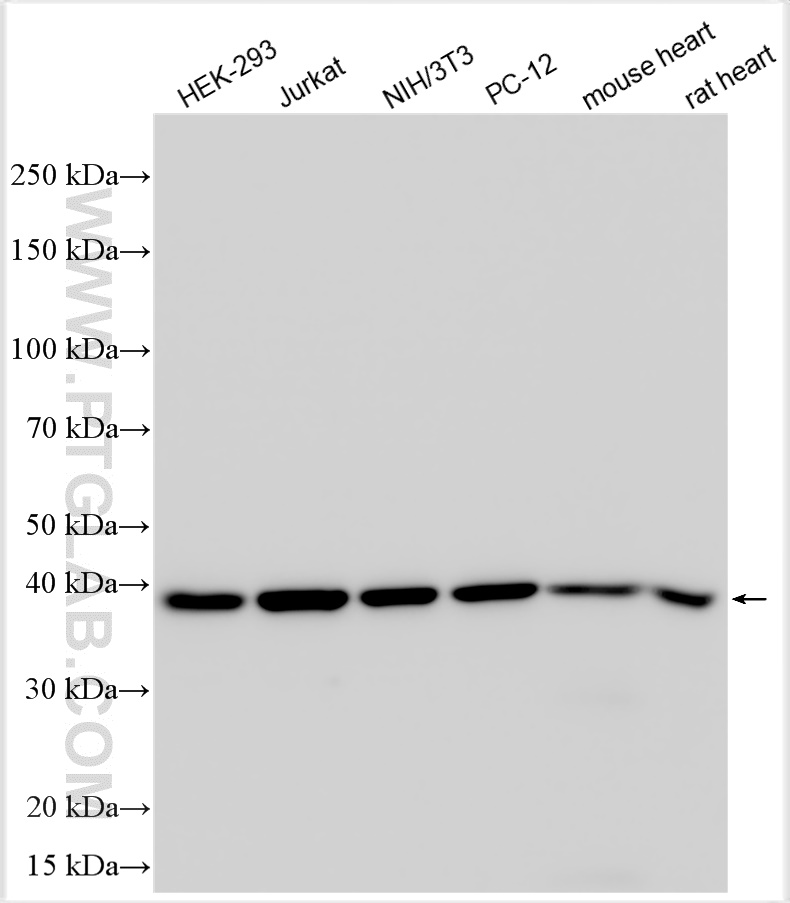 WB analysis using RMX00006