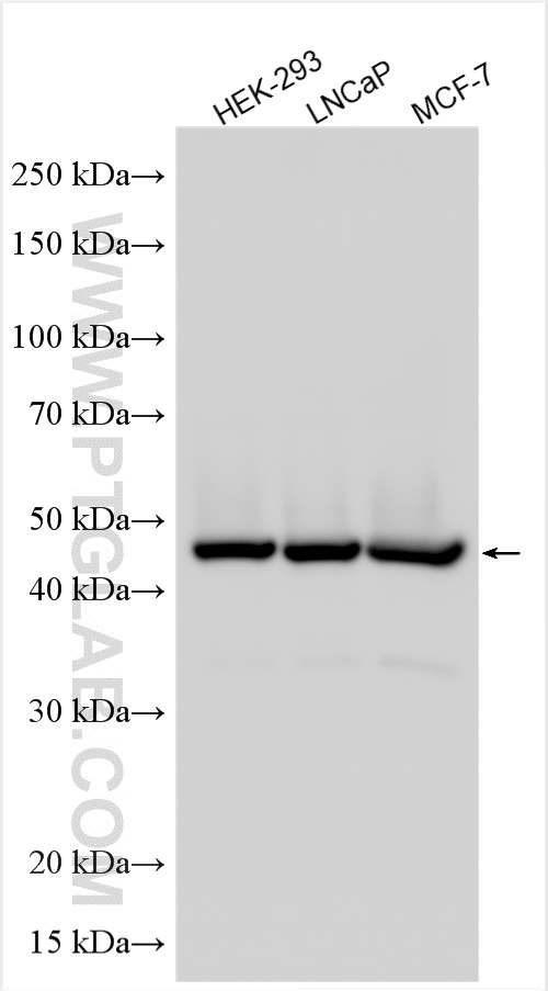 WB analysis using 15918-1-AP