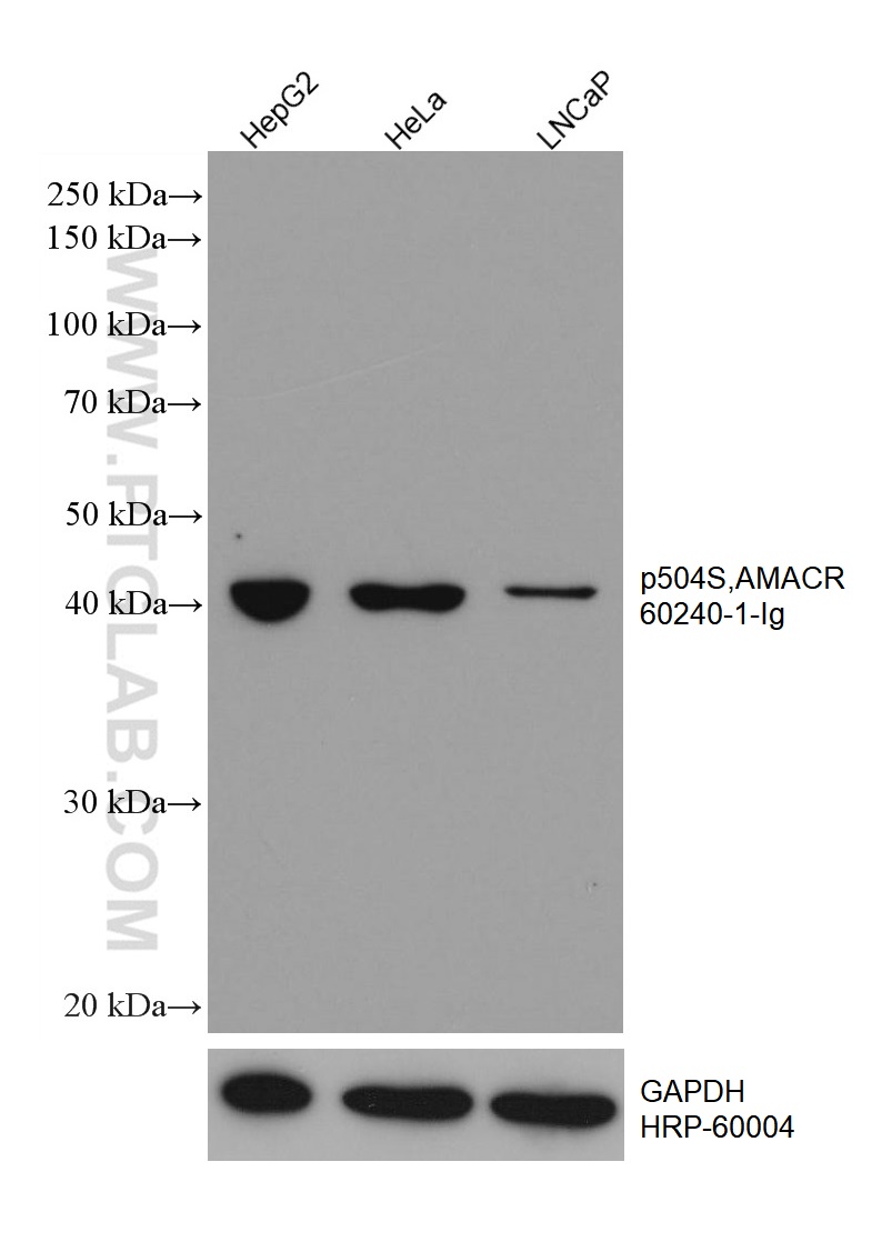 WB analysis using 60240-1-Ig