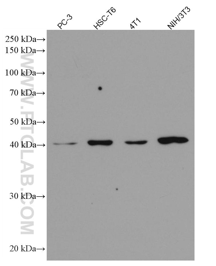 WB analysis using 60240-1-Ig