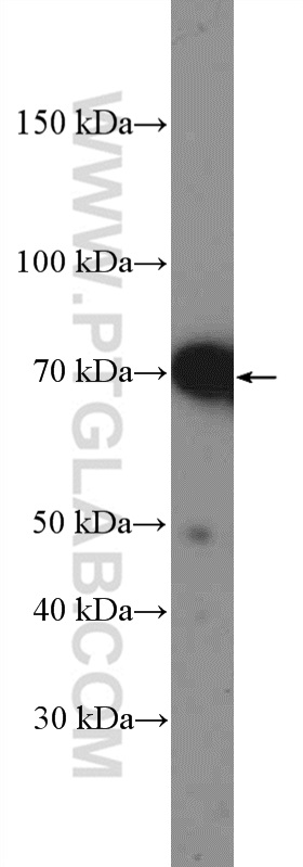 WB analysis of HEK-293 using 10745-1-AP