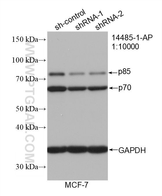 WB analysis of MCF-7 using 14485-1-AP