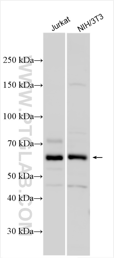 WB analysis using 14485-1-AP