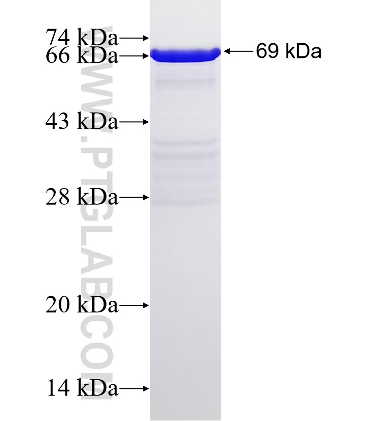 p70(S6K) fusion protein Ag5883 SDS-PAGE