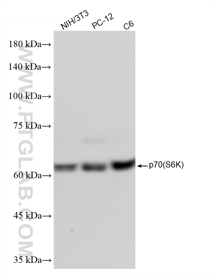 WB analysis using 87391-2-RR