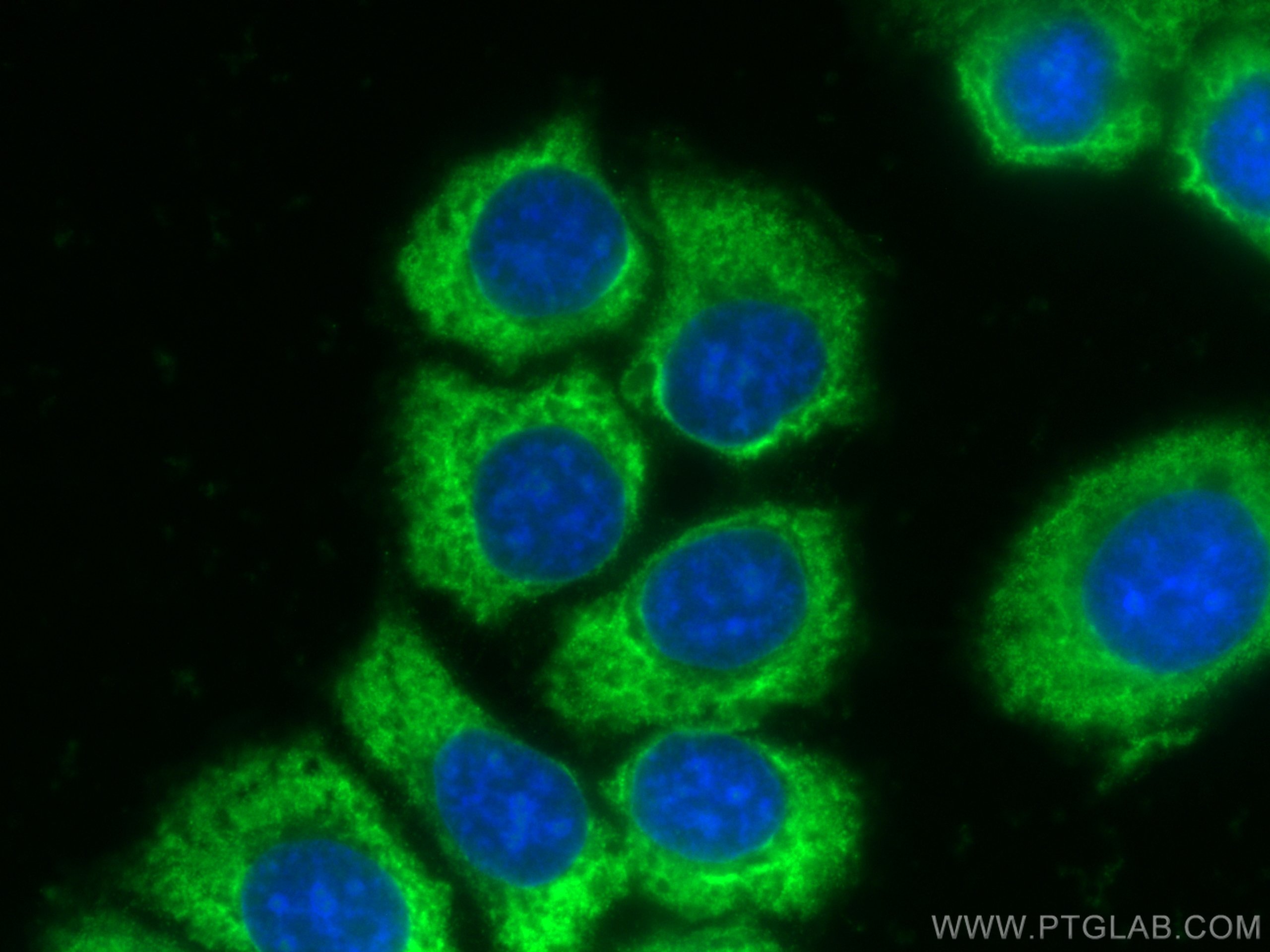 IF Staining of MCF-7 using CL488-60202