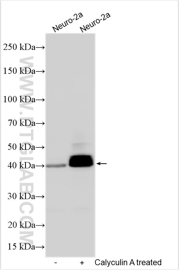 WB analysis using 22309-1-AP