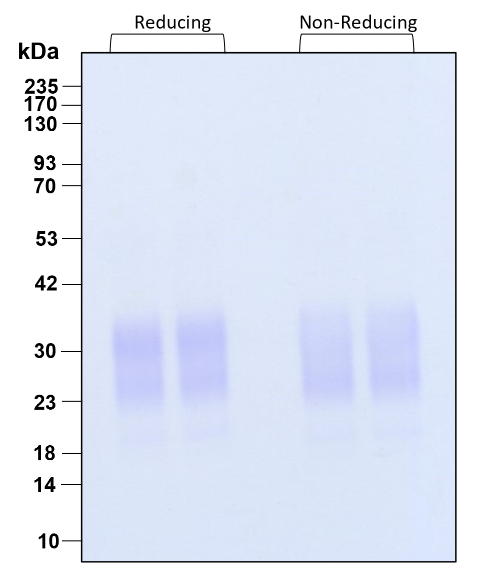 Purity of recombinant human GM-CSF was determined by SDS- polyacrylamide gel electrophoresis. The protein was resolved in an SDS- polyacrylamide gel in reducing and non-reducing conditions and stained using Coomassie blue.