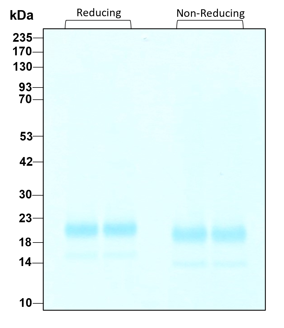 Purity of recombinant human IL-4 was determined by SDS- polyacrylamide gel electrophoresis. The protein was resolved in an SDS- polyacrylamide gel in reducing and non-reducing conditions and stained using Coomassie blue.