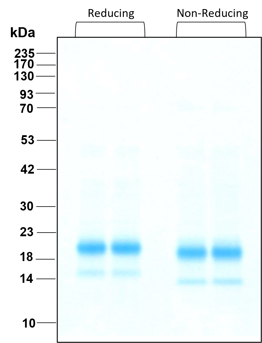 Purity of recombinant human IL-4 was determined by SDS- polyacrylamide gel electrophoresis. The protein was resolved in an SDS- polyacrylamide gel in reducing and non-reducing conditions and stained using Coomassie blue.