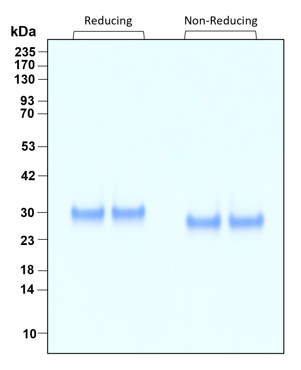 Purity of recombinant human OSM was determined by SDS- polyacrylamide gel electrophoresis. The protein was resolved in an SDS- polyacrylamide gel in reducing and non-reducing conditions and stained using Coomassie blue.