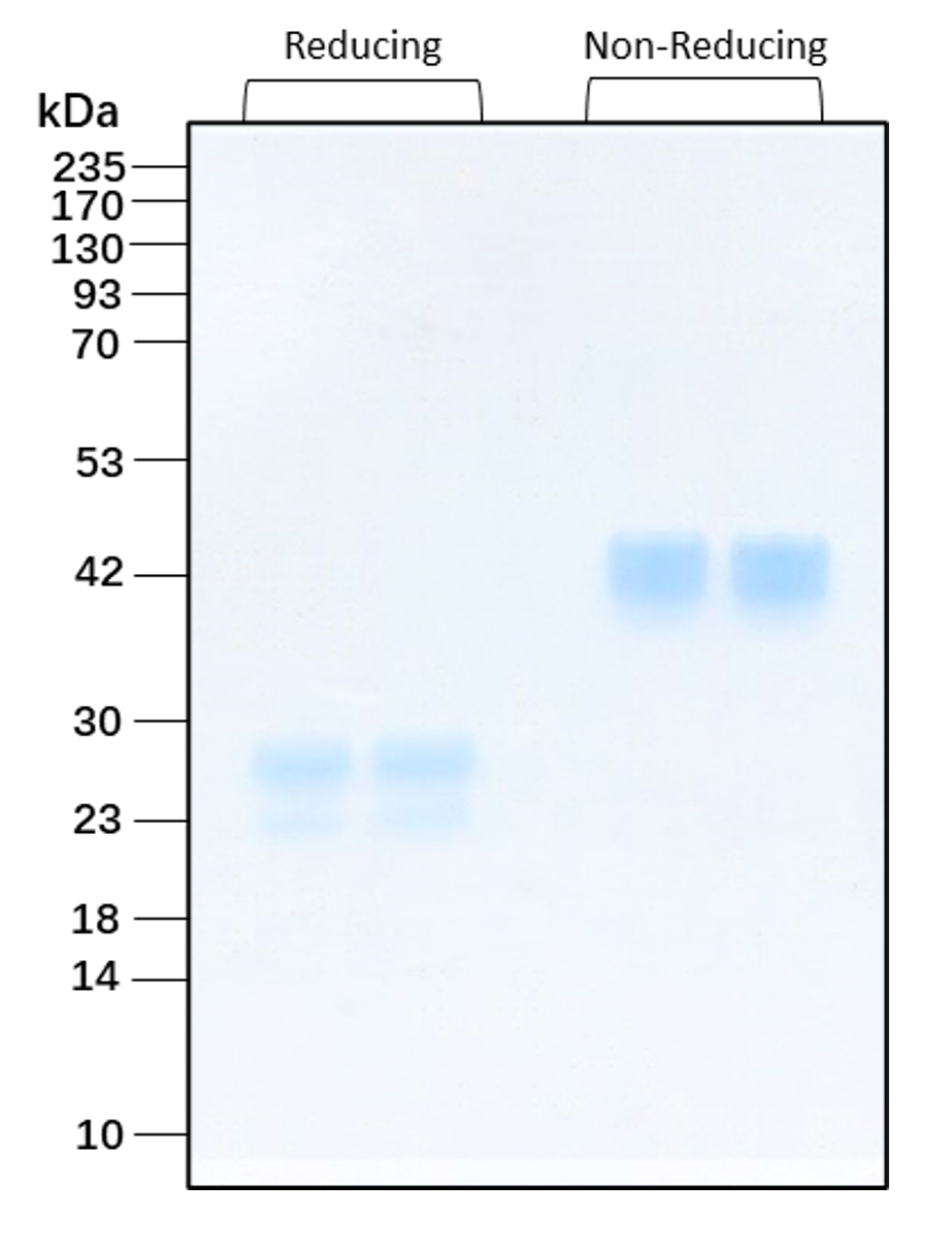 Purity of recombinant human VEGF165 was determined by SDS- polyacrylamide gel electrophoresis. The protein was resolved in an SDS- polyacrylamide gel in reducing and non-reducing conditions and stained using Coomassie blue.
