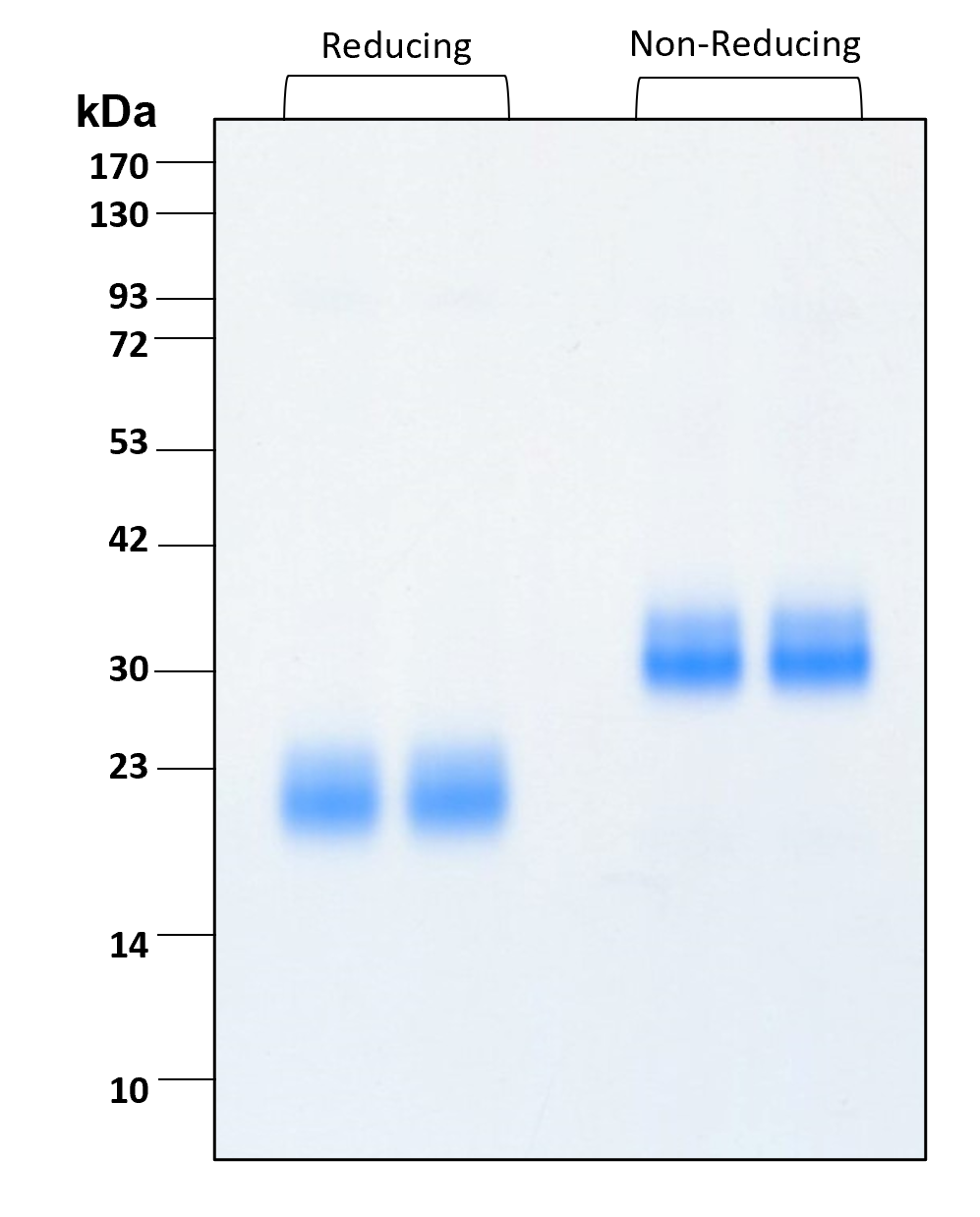 Purity of recombinant human BMP-4 was determined by SDS- polyacrylamide gel electrophoresis. The protein was resolved in an SDS- polyacrylamide gel in reducing and non-reducing conditions and stained using Coomassie blue.