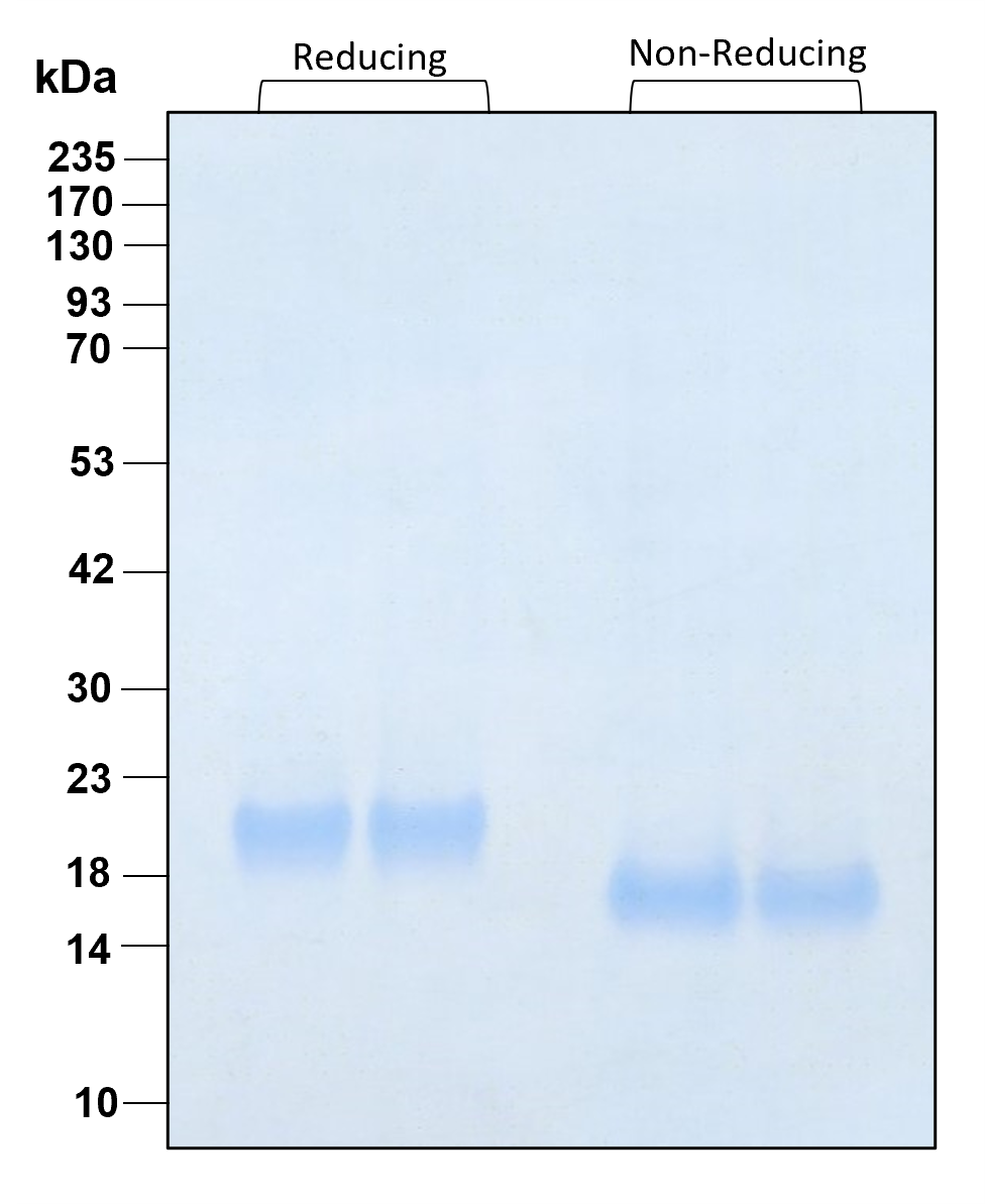 Purity of recombinant human IFN alpha 2B was determined by SDS- polyacrylamide gel electrophoresis. The protein was resolved in an SDS- polyacrylamide gel in reducing and non-reducing conditions and stained using Coomassie blue.