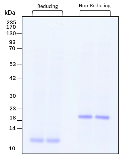 Purity of recombinant human TGF beta 3 was determined by SDS- polyacrylamide gel electrophoresis. The protein was resolved in an SDS- polyacrylamide gel in reducing and non-reducing conditions and stained using Coomassie blue.