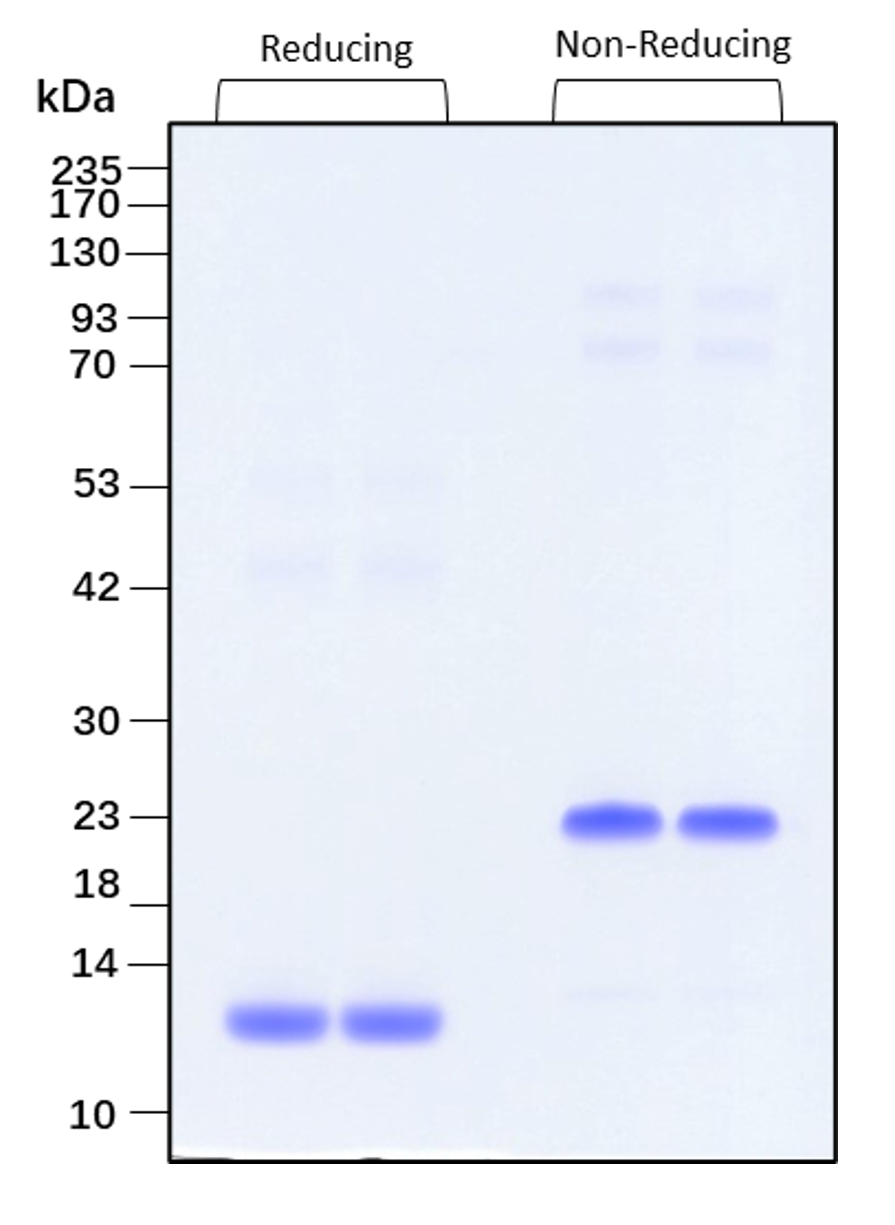 Purity of recombinant human TGF beta 2 was determined by SDS- polyacrylamide gel electrophoresis. The protein was resolved in an SDS- polyacrylamide gel in reducing and non-reducing conditions and stained using Coomassie blue.
