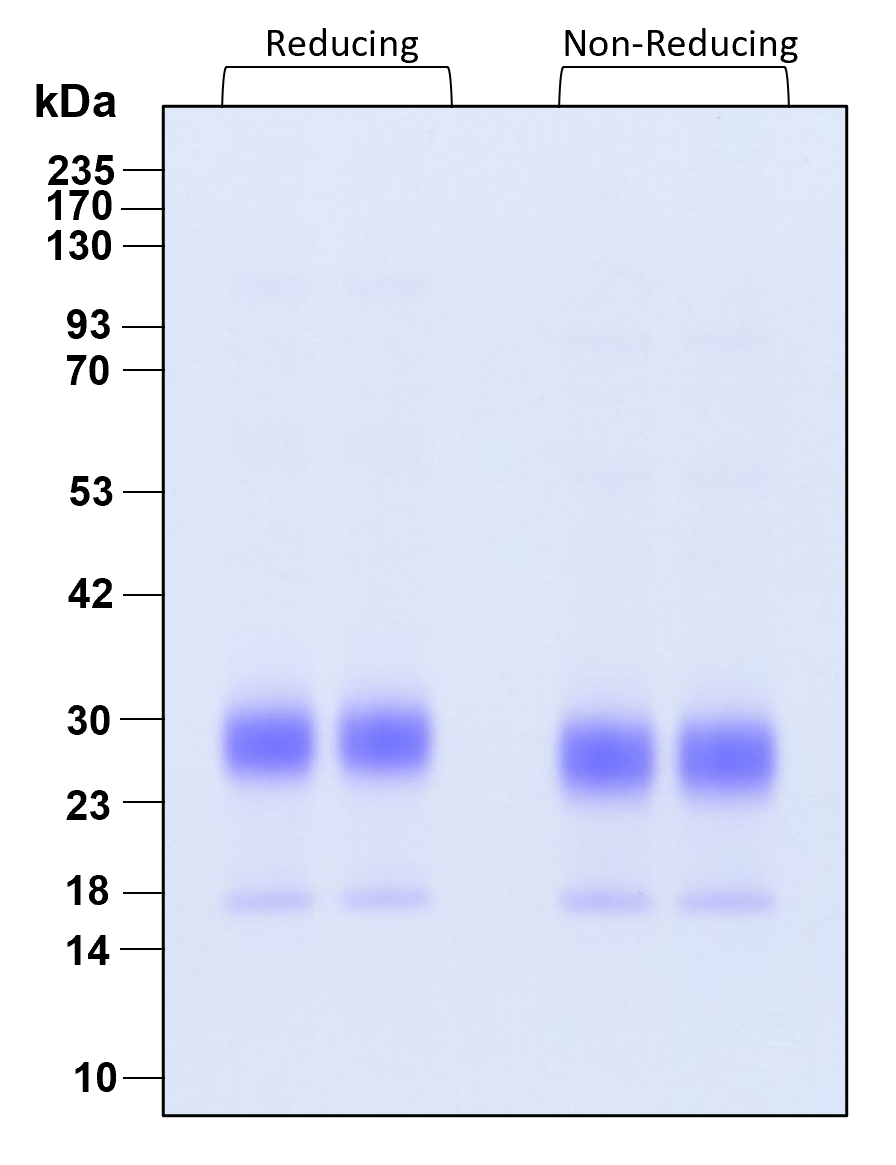 Purity of recombinant human FGF-7 was determined by SDS- polyacrylamide gel electrophoresis. The protein was resolved in an SDS- polyacrylamide gel in reducing and non-reducing conditions and stained using Coomassie blue.
