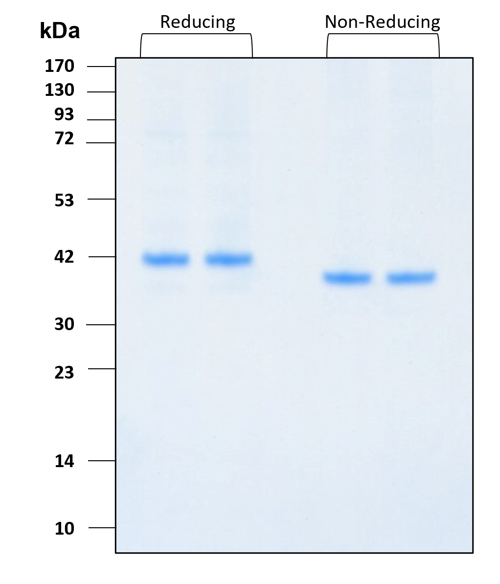 Purity of recombinant human Lefty-1 was determined by SDS- polyacrylamide gel electrophoresis. The protein was resolved in an SDS- polyacrylamide gel in reducing and non-reducing conditions and stained using Coomassie blue.