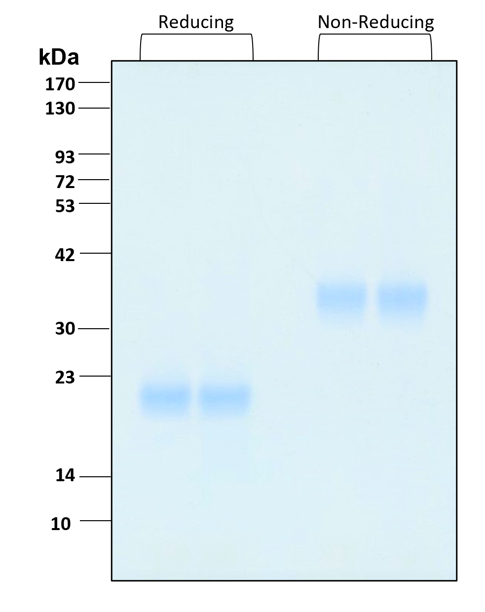 Purity of recombinant human IL-17F was determined by SDS- polyacrylamide gel electrophoresis. The protein was resolved in an SDS- polyacrylamide gel in reducing and non-reducing conditions and stained using Coomassie blue.