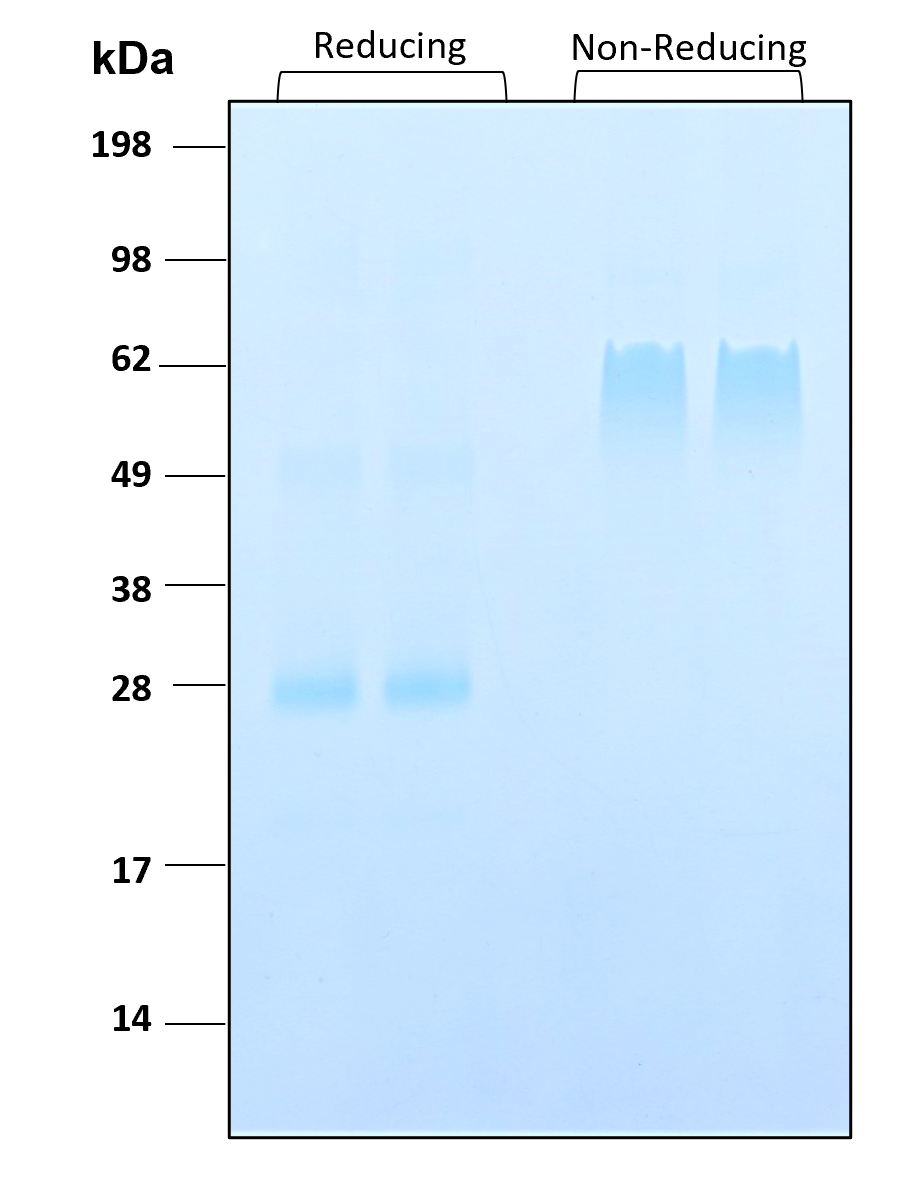Purity of recombinant human Noggin was determined by SDS- polyacrylamide gel electrophoresis. The protein was resolved in an SDS- polyacrylamide gel in reducing and non-reducing conditions and stained using Coomassie blue.