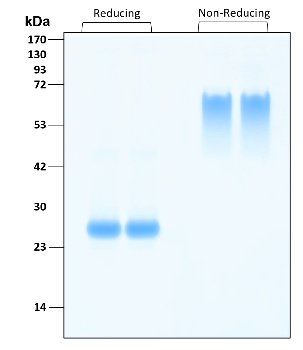 Purity of recombinant human Noggin was determined by SDS- polyacrylamide gel electrophoresis. The protein was resolved in an SDS- polyacrylamide gel in reducing and non-reducing conditions and stained using Coomassie blue.