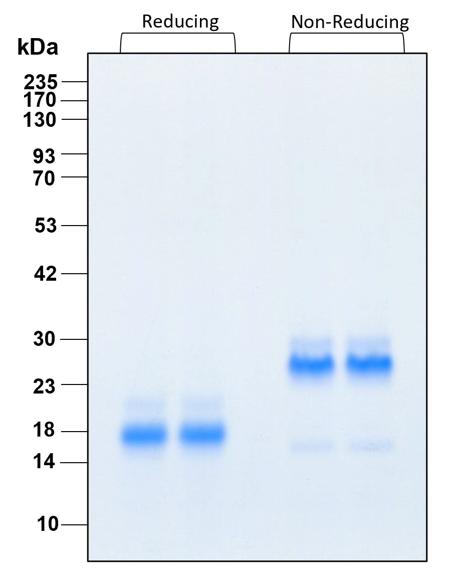 Purity of recombinant human BMP-2 was determined by SDS- polyacrylamide gel electrophoresis. The protein was resolved in an SDS- polyacrylamide gel in reducing and non-reducing conditions and stained using Coomassie blue.