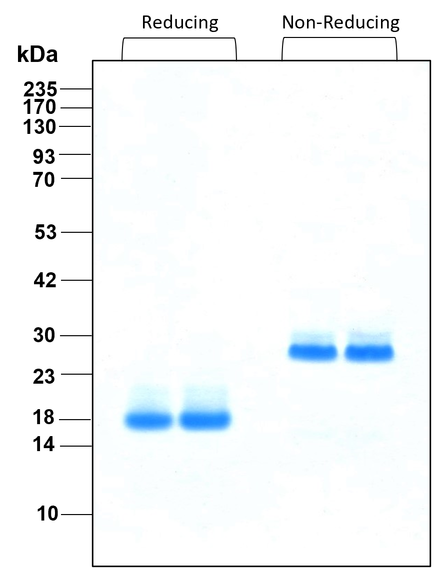 Purity of recombinant human BMP-2 was determined by SDS- polyacrylamide gel electrophoresis. The protein was resolved in an SDS- polyacrylamide gel in reducing and non-reducing conditions and stained using Coomassie blue.