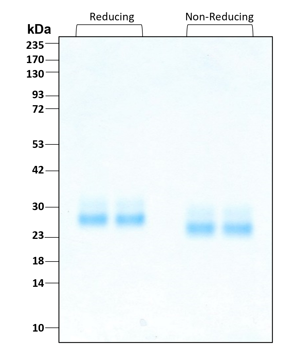 Purity of recombinant human FLT3 Ligand was determined by SDS- polyacrylamide gel electrophoresis. The protein was resolved in an SDS- polyacrylamide gel in reducing and non-reducing conditions and stained using Coomassie blue.