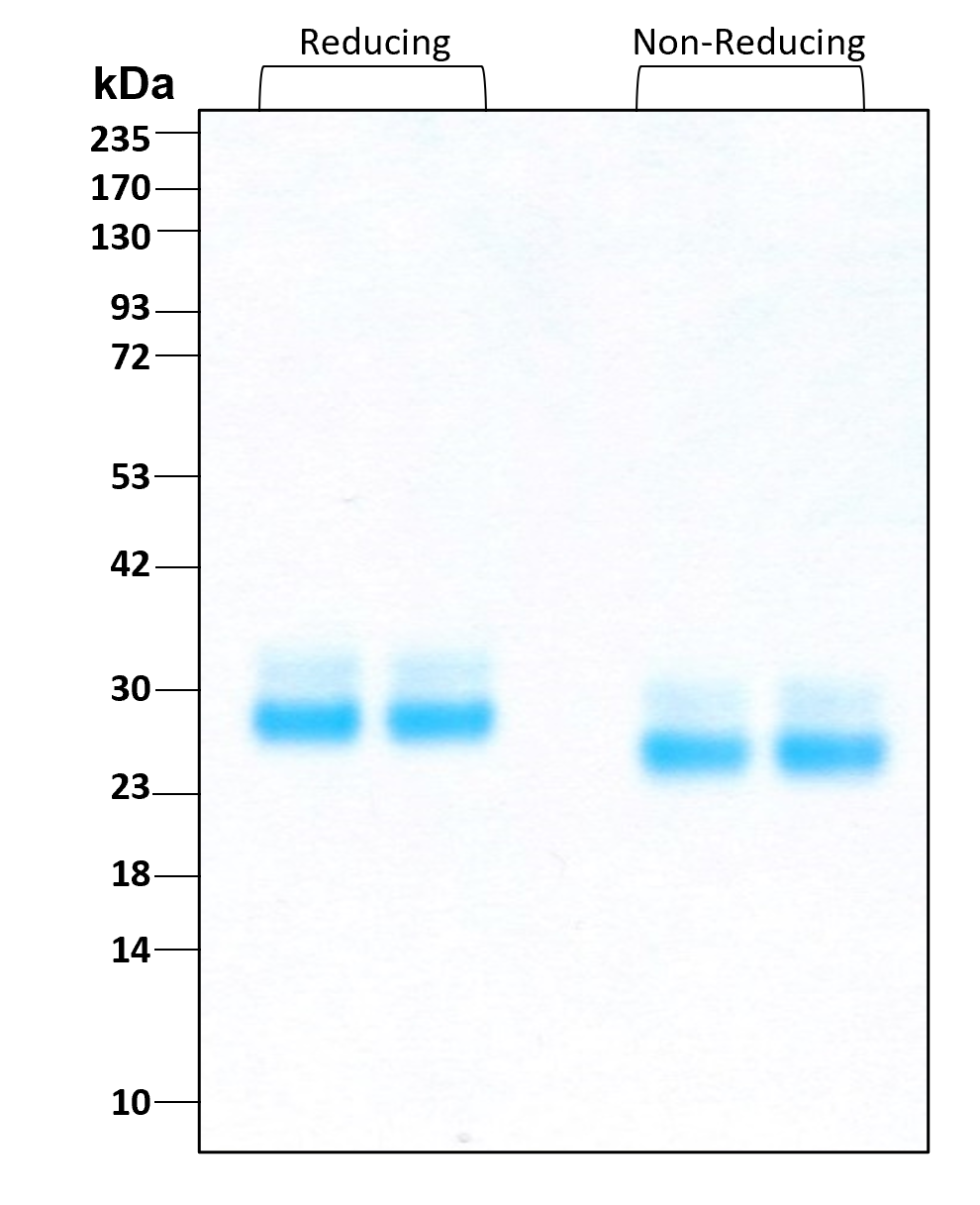 Purity of GMP-grade recombinant human FLT3 Ligand was determined by SDS- polyacrylamide gel electrophoresis. The protein was resolved in an SDS- polyacrylamide gel in reducing and non-reducing conditions and stained using Coomassie blue.