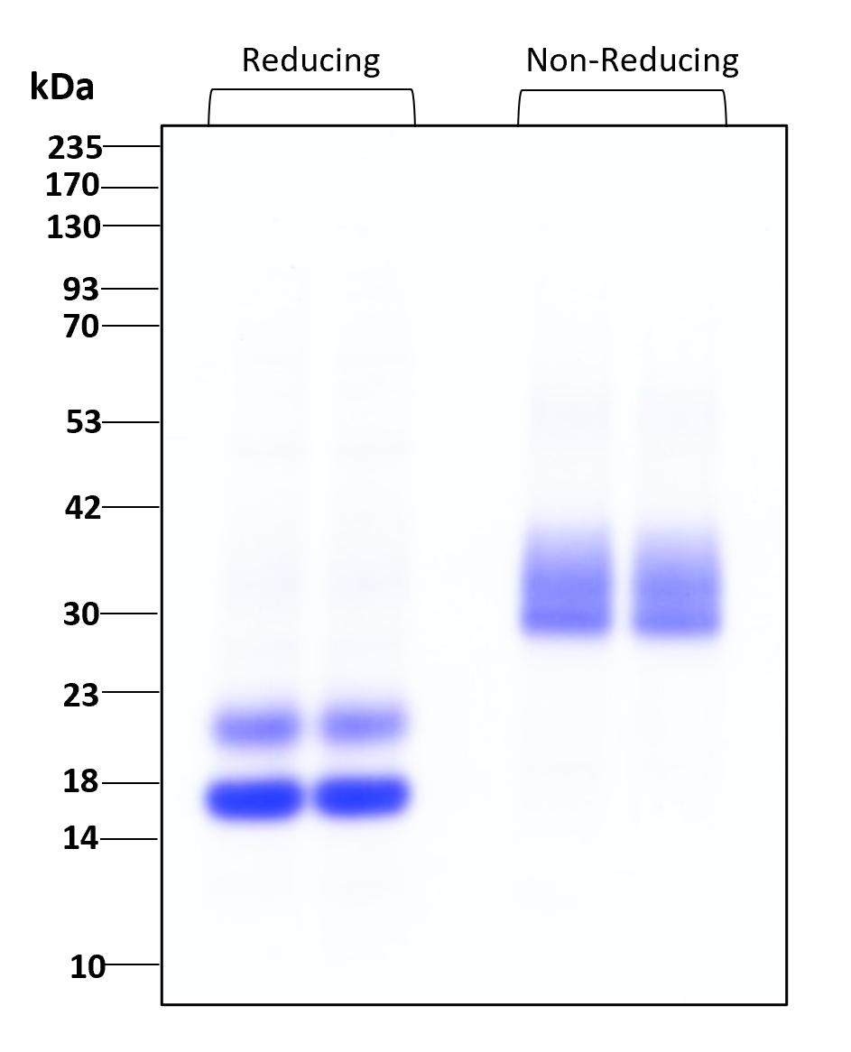 Purity of  GMP recombinant human VEGF121 was determined by SDS- polyacrylamide gel electrophoresis. The protein was resolved in an SDS- polyacrylamide gel in reducing and non-reducing conditions and stained using Coomassie blue.