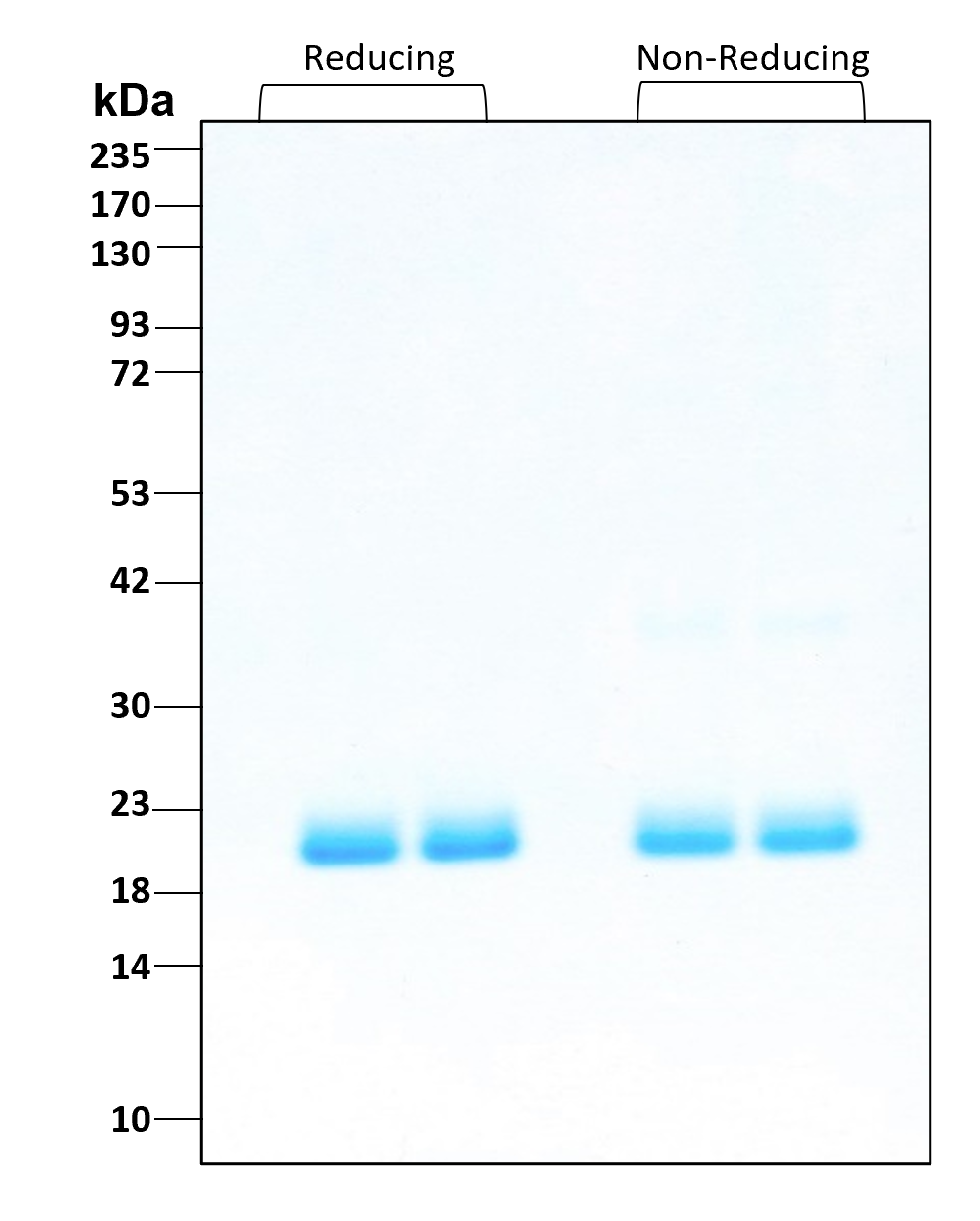 Purity of recombinant human G-CSF was determined by SDS- polyacrylamide gel electrophoresis. The protein was resolved in an SDS- polyacrylamide gel in reducing and non-reducing conditions and stained using Coomassie blue.