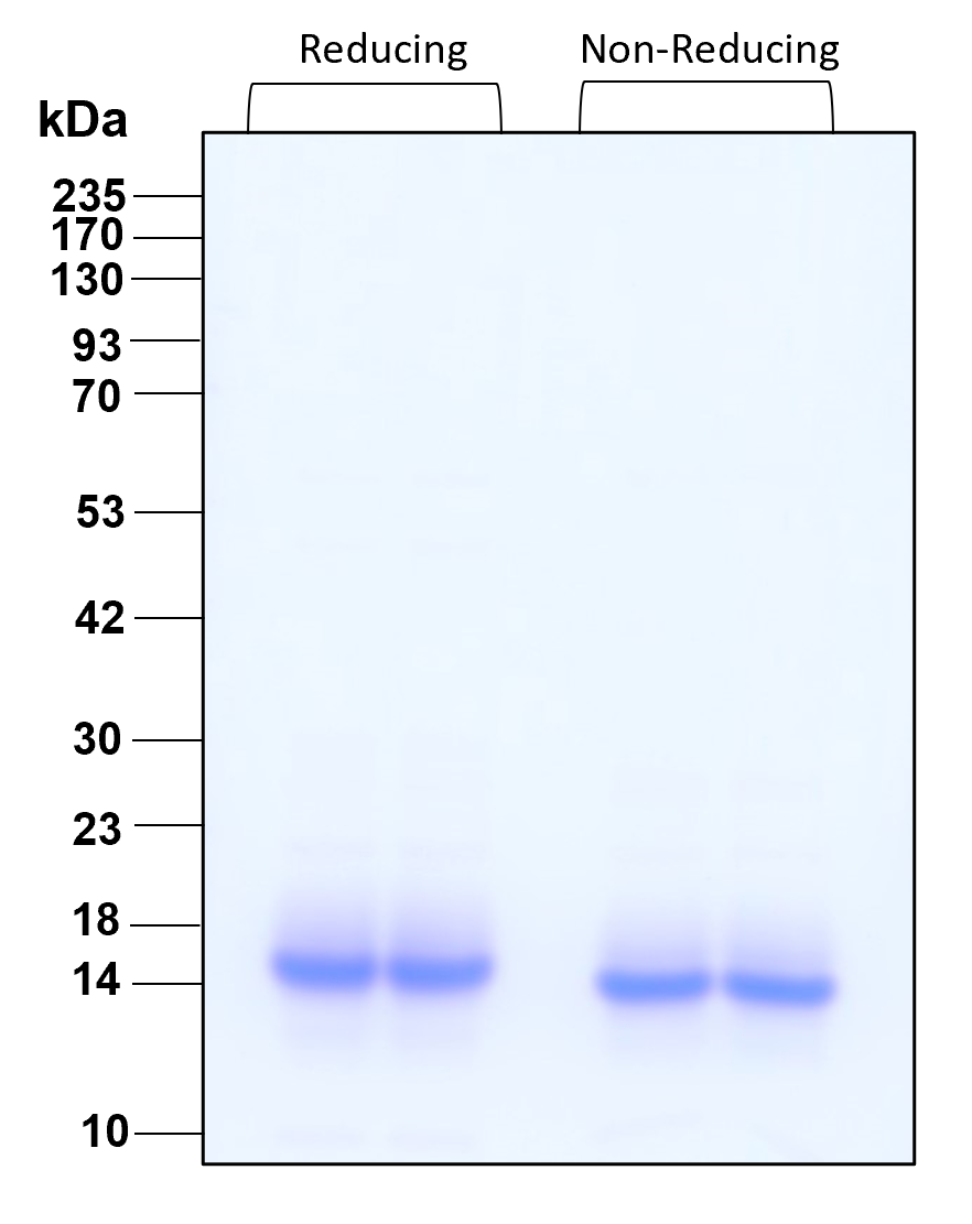 Purity of GMP recombinant human Cystatin C was determined by SDS- polyacrylamide gel electrophoresis. The protein was resolved in an SDS- polyacrylamide gel in reducing and non-reducing conditions and stained using Coomassie blue.
