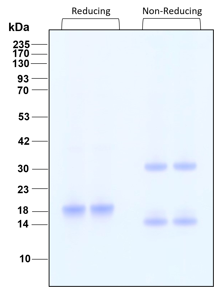 Purity of recombinant human IL-28A was determined by SDS- polyacrylamide gel electrophoresis. The protein was resolved in an SDS- polyacrylamide gel in reducing and non-reducing conditions and stained using Coomassie blue.