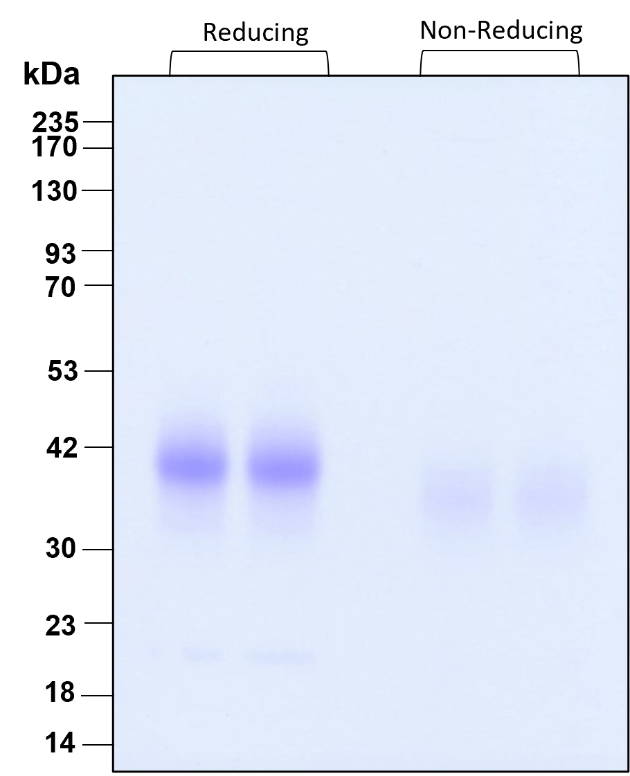 Purity of recombinant human IL-9 was determined by SDS- polyacrylamide gel electrophoresis. The protein was resolved in an SDS- polyacrylamide gel in reducing and non-reducing conditions and stained using Coomassie blue.

