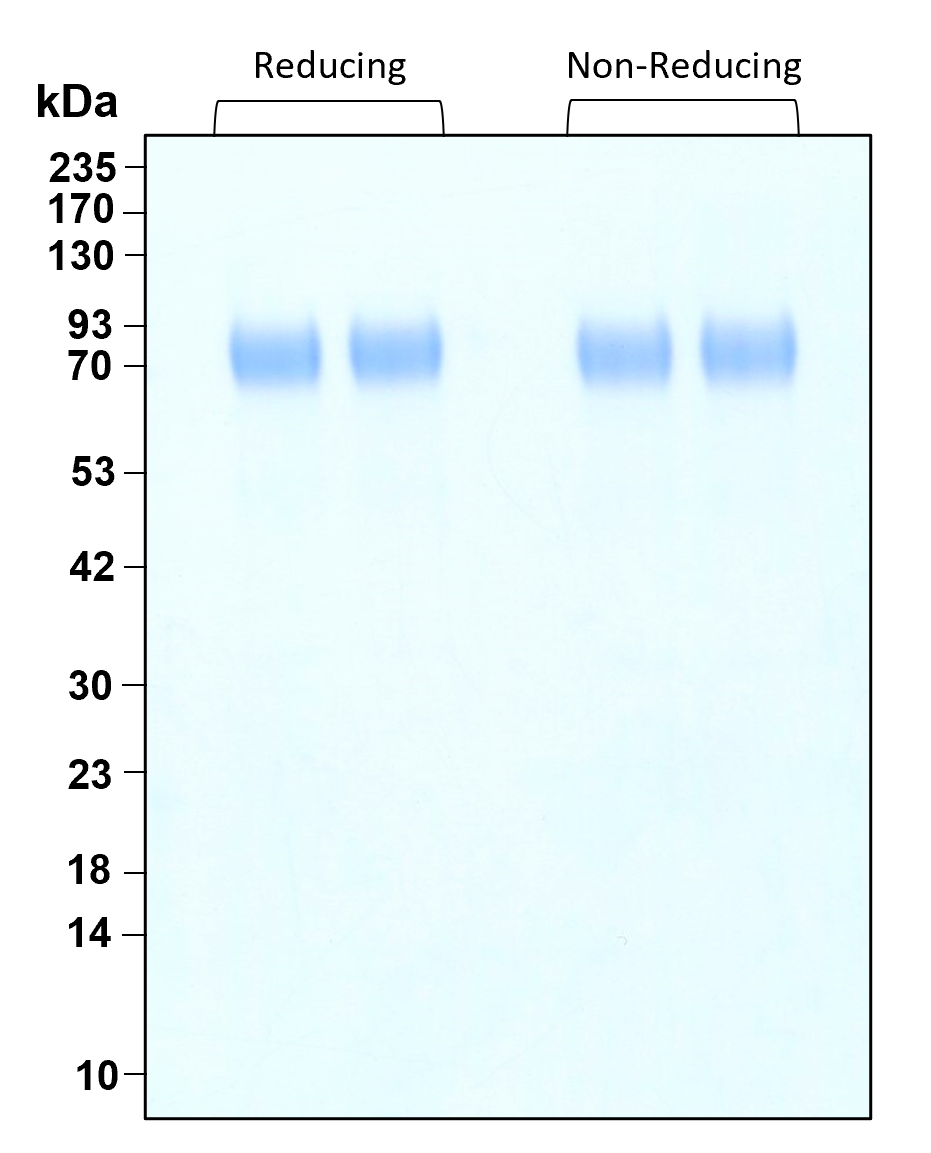 Purity of GMP-grade recombinant human TPO was determined by SDS- polyacrylamide gel electrophoresis. The protein was resolved in an SDS- polyacrylamide gel in reducing and non-reducing conditions and stained using Coomassie blue.



