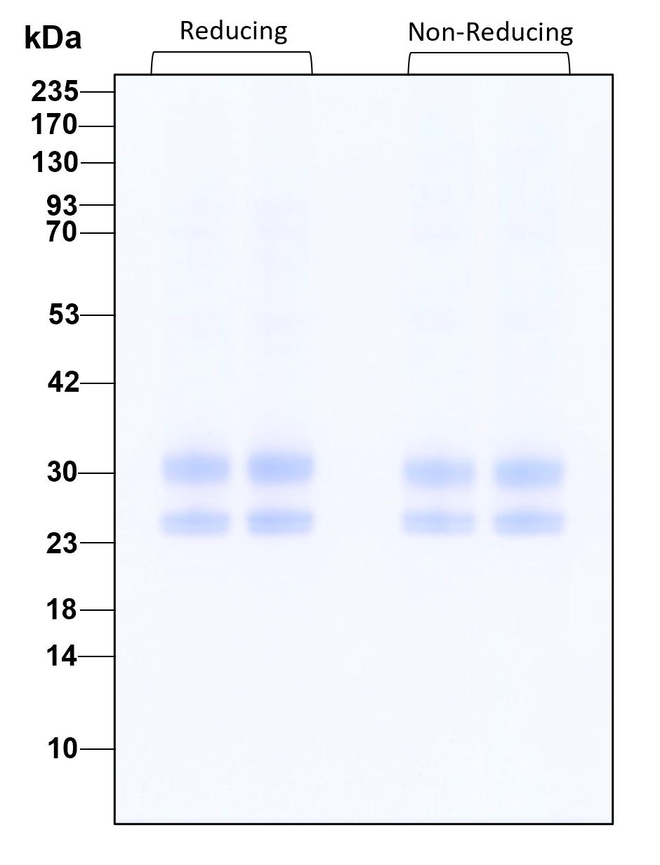 Purity of recombinant human IL-27 was determined by SDS- polyacrylamide gel electrophoresis. The protein was resolved in an SDS- polyacrylamide gel in reducing and non-reducing conditions and stained using Coomassie blue.
