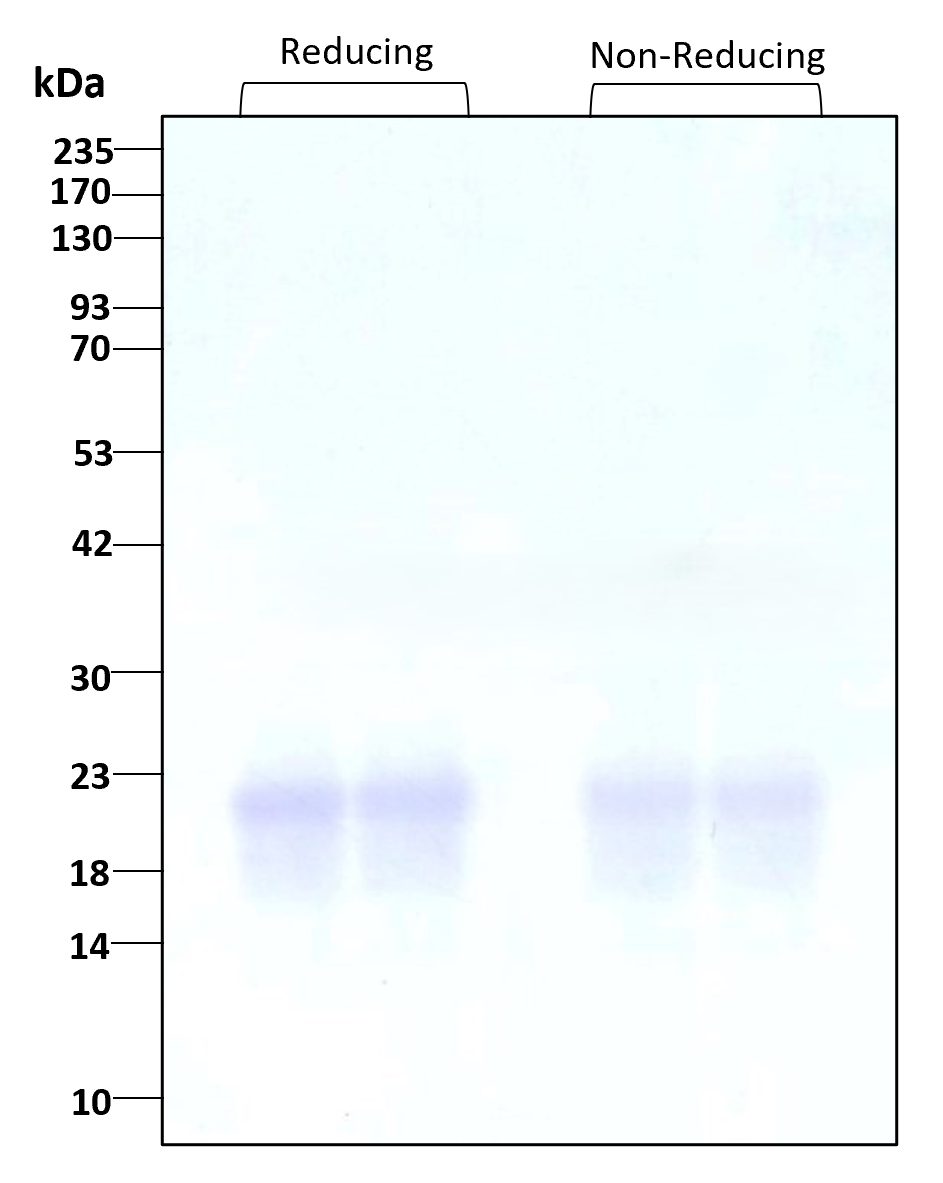 Purity of recombinant human PTN was determined by SDS- polyacrylamide gel electrophoresis. The protein was resolved in an SDS- polyacrylamide gel in reducing and non-reducing conditions and stained using Coomassie blue.