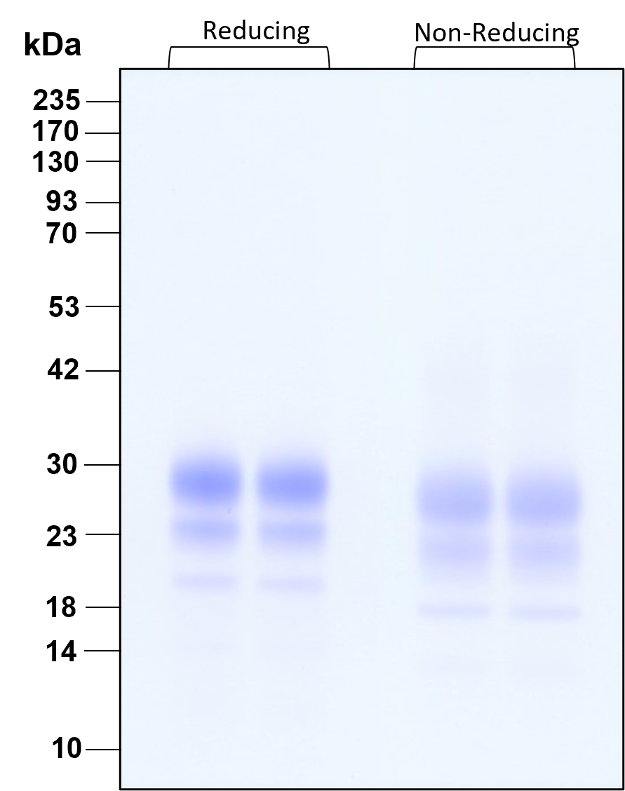Purity of GMP-grade recombinant human IL-7 was determined by SDS- polyacrylamide gel electrophoresis. The protein was resolved in an SDS- polyacrylamide gel in reducing and non-reducing conditions and stained using Coomassie blue.

