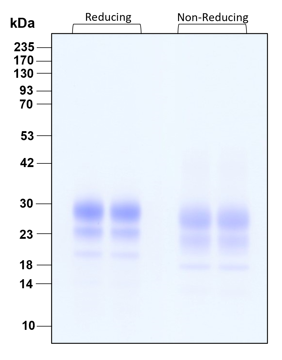 Purity of GMP-grade recombinant human IL-7 was determined by SDS- polyacrylamide gel electrophoresis. The protein was resolved in an SDS- polyacrylamide gel in reducing and non-reducing conditions and stained using Coomassie blue.
