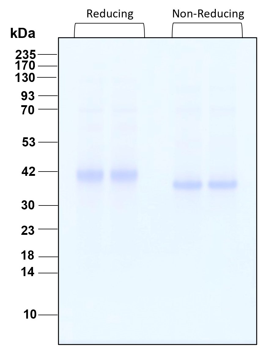 Purity of recombinant human Wnt3A was determined by SDS- polyacrylamide gel electrophoresis. The protein was resolved in an SDS- polyacrylamide gel in reducing and non-reducing conditions and stained using Coomassie blue.
