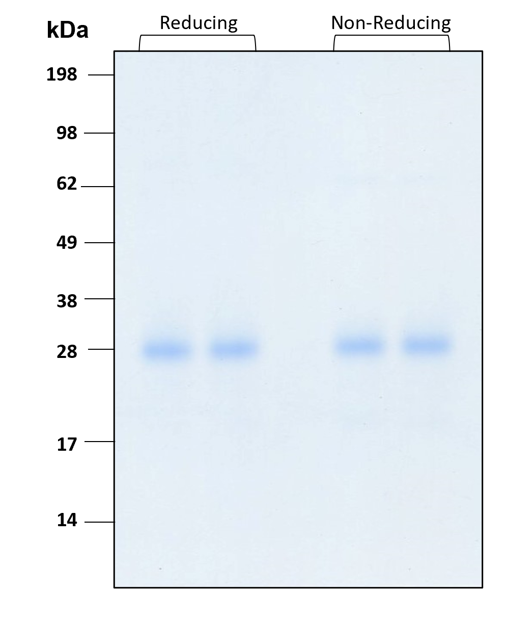 Purity of recombinant human IFN gamma was determined by SDS- polyacrylamide gel electrophoresis. The protein was resolved in an SDS- polyacrylamide gel in reducing and non-reducing conditions and stained using Coomassie blue