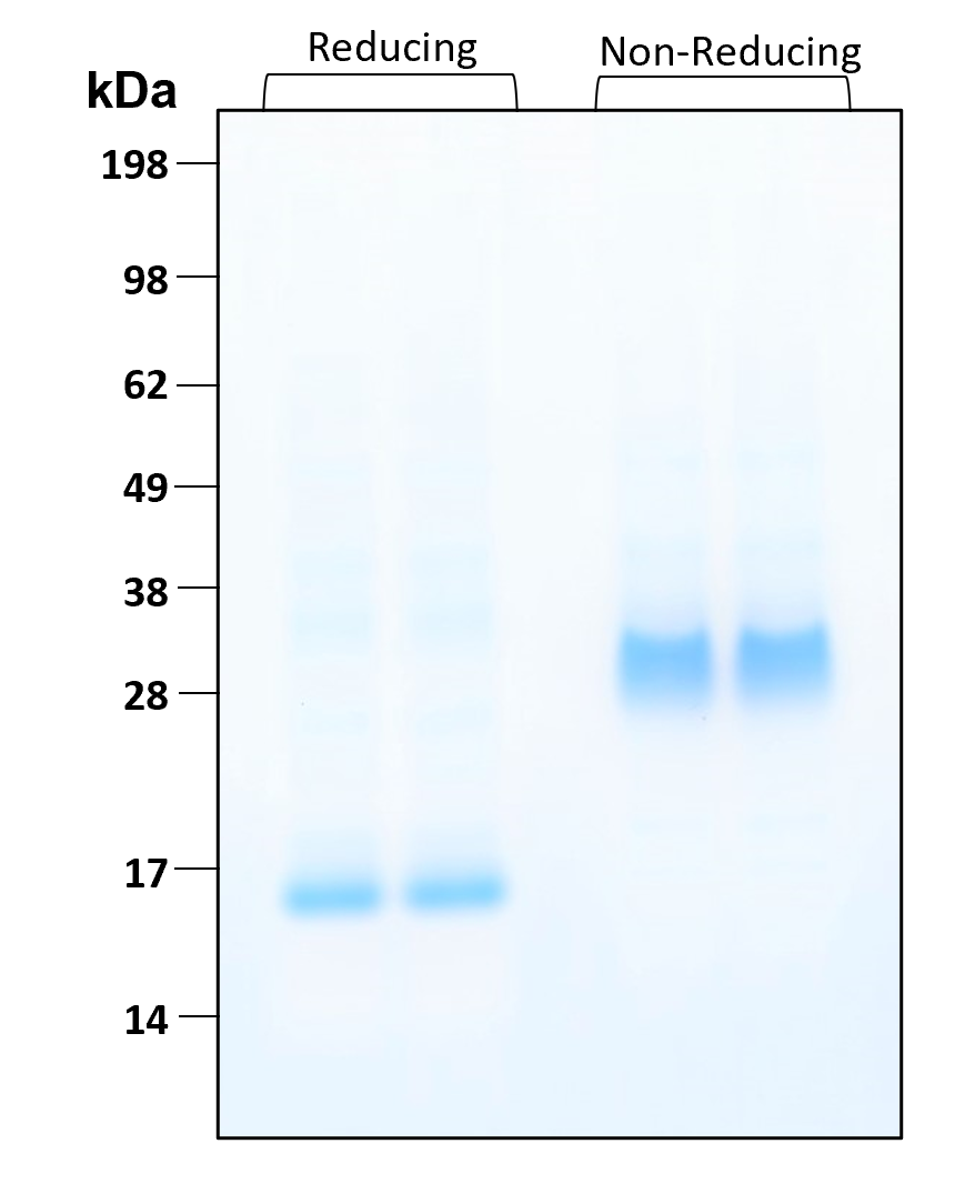 Purity of recombinant human PDGFbb was determined by SDS- polyacrylamide gel electrophoresis. The protein was resolved in an SDS- polyacrylamide gel in reducing and non-reducing conditions and stained using Coomassie blue.