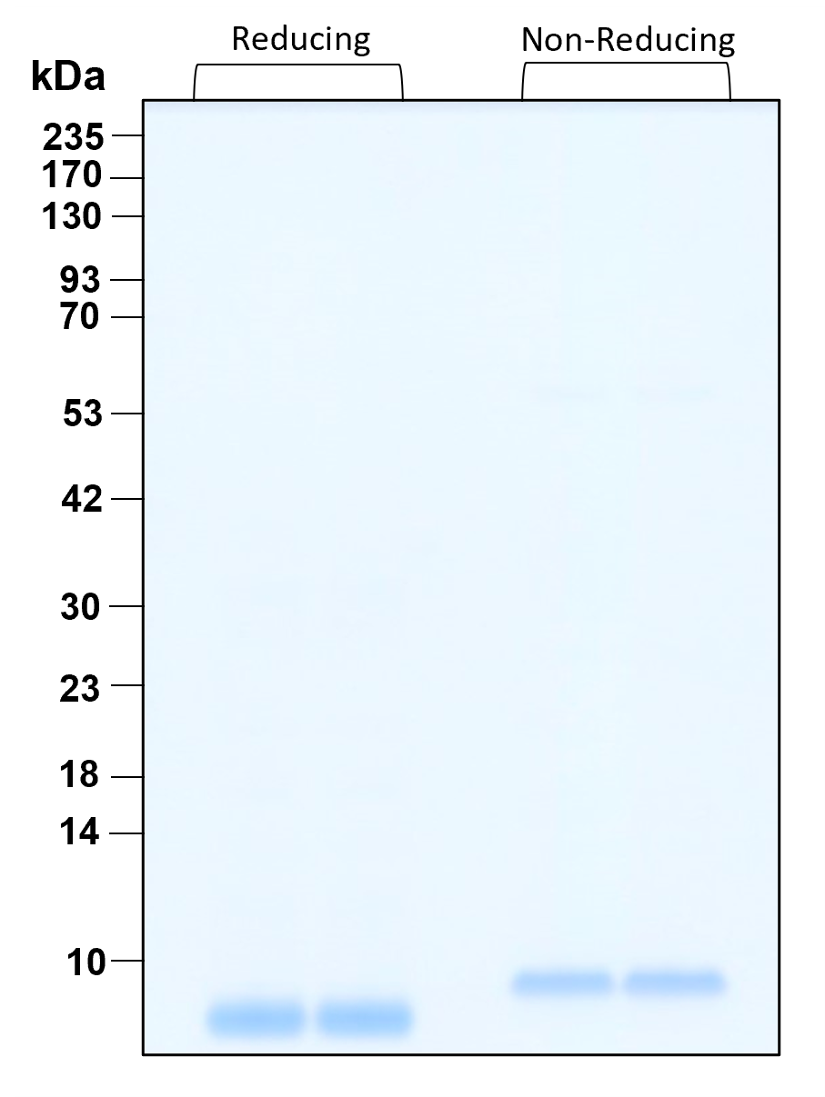 Purity of GMP-grade recombinant human EGF was determined by SDS- polyacrylamide gel electrophoresis. The protein was resolved in an SDS- polyacrylamide gel in reducing and non-reducing conditions and stained using Coomassie blue.
