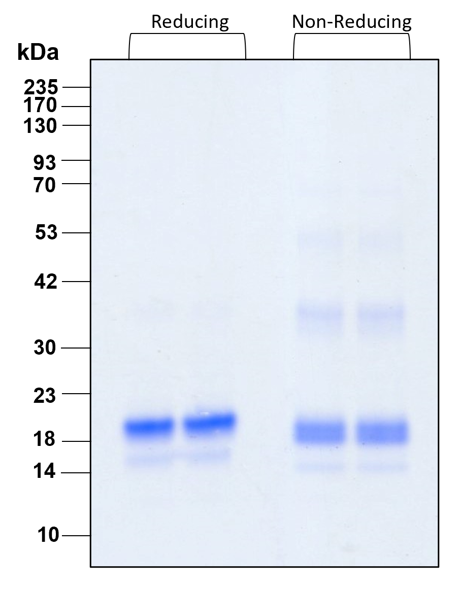 Purity of recombinant human FGF-1 was determined by SDS- polyacrylamide gel electrophoresis. The protein was resolved in an SDS- polyacrylamide gel in reducing and non-reducing conditions and stained using Coomassie blue.