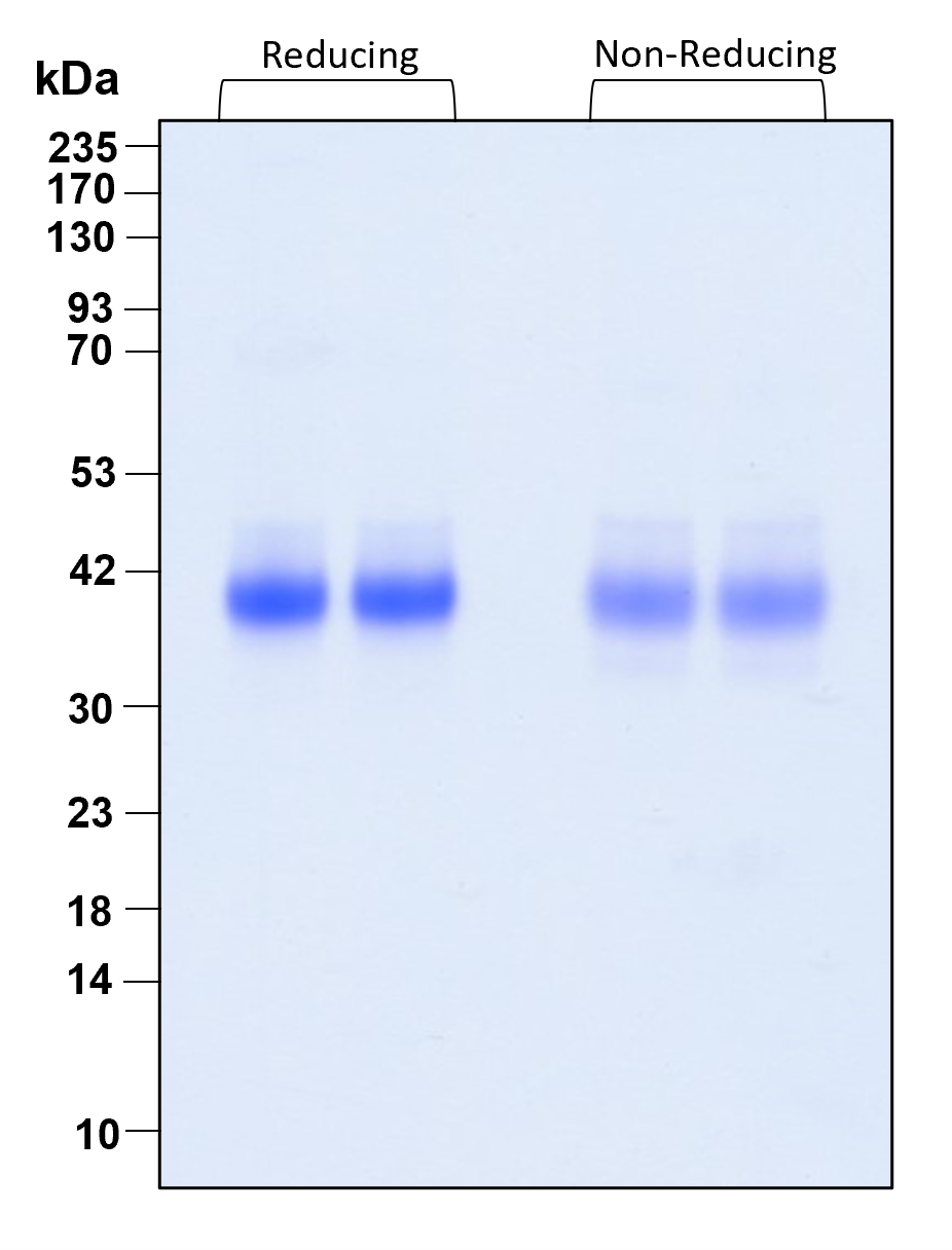 Purity of recombinant human R-Spondin-1 was determined by SDS- polyacrylamide gel electrophoresis. The protein was resolved in an SDS- polyacrylamide gel in reducing and non-reducing conditions and stained using Coomassie blue