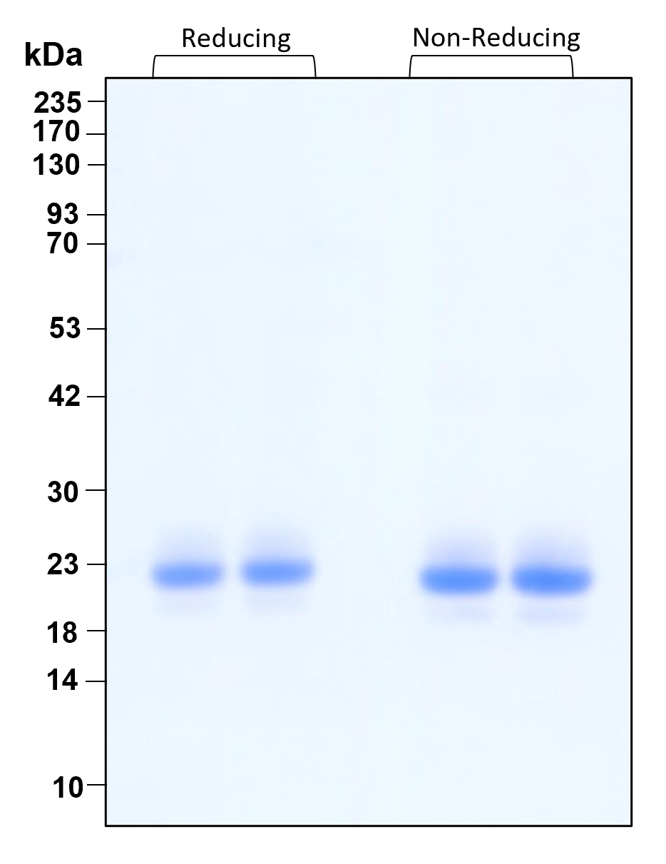 Purity of recombinant human FGF-19 was determined by SDS- polyacrylamide gel electrophoresis. The protein was resolved in an SDS- polyacrylamide gel in reducing and non-reducing conditions and stained using Coomassie blue.
