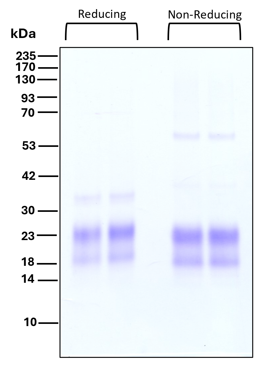 Purity of GMP recombinant human Betacellulin was determined by SDS- polyacrylamide gel electrophoresis. The protein was resolved in an SDS- polyacrylamide gel in reducing and non-reducing conditions and stained using Coomassie blue.