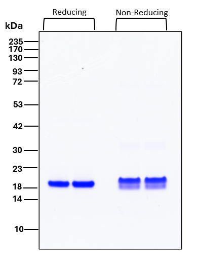 Purity of recombinant human IL-18 was determined by SDS- polyacrylamide gel electrophoresis. The protein was resolved in an SDS- polyacrylamide gel in reducing and non-reducing conditions and stained using Coomassie blue.
