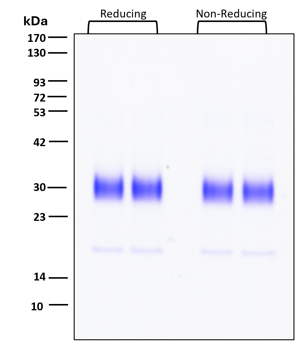 Purity of recombinant human FGF-10 Heat Stable was determined by SDS- polyacrylamide gel electrophoresis. The protein was resolved in an SDS- polyacrylamide gel in reducing and non-reducing conditions and stained using Coomassie blue.